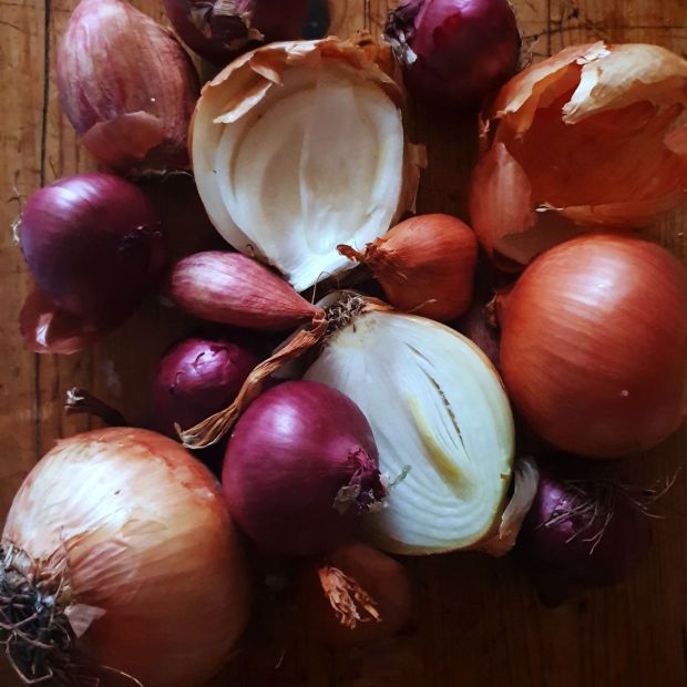 zwiebeln-1